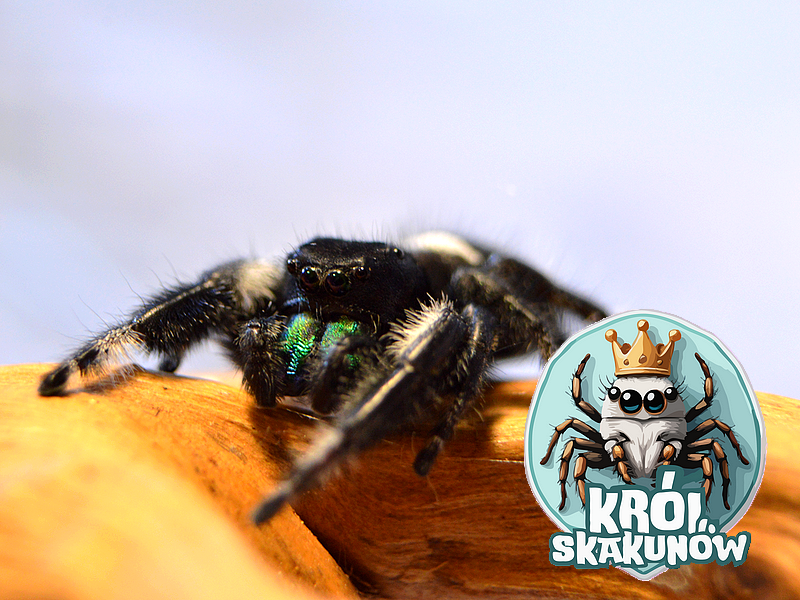 Samiec Phidippus regius Soroa