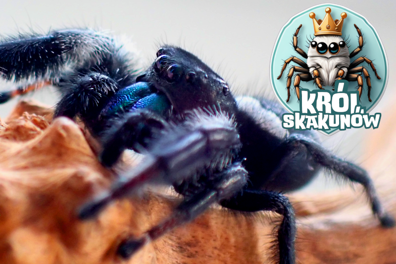Samiec Phidippus regius Soroa zbliżenie
