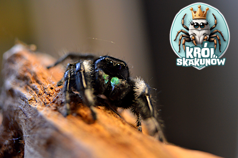 Samiec Phidippus regius detale