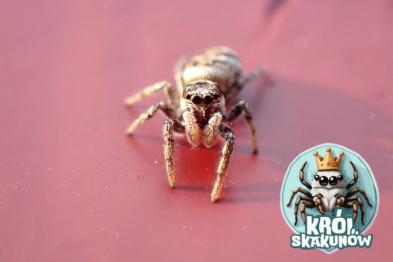 Skakun arlekinowy