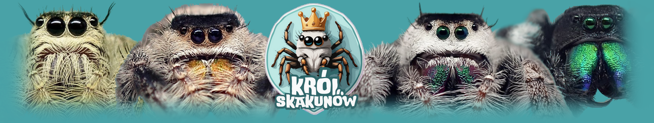 Król Skakunów - Skakuny Warszawa